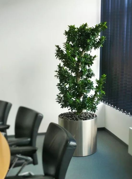 Piante-idrocoltura-per-ufficio-1