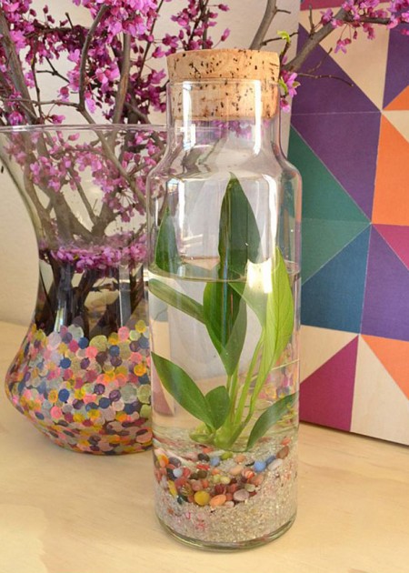 piante-senza-terra-in-idrocoltura-negozio-showroom